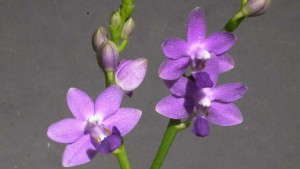 Genetic Modification Produces True Blue Orchid