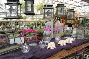 Terrarium Containers