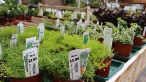Boost Miniature Gardening Sales With A Consumer-Focused Store-Within-A-Store [Slideshow]