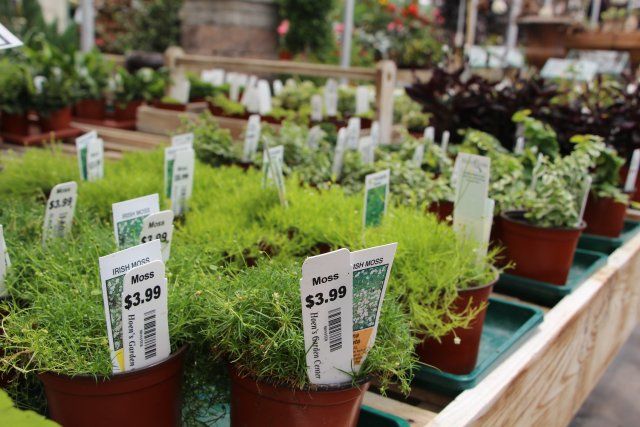 Mini Plants At Hoen's