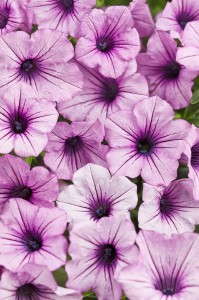 Petunia 'Supertunia Orchid Charm' from Proven Winners