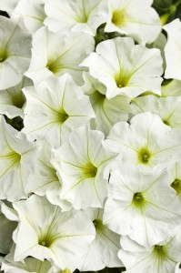 Petunia 'Supertunia White Improved' from Proven Winners