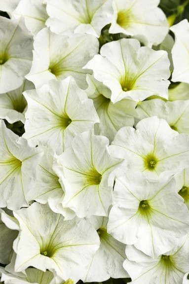 Petunia 'Supertunia White Improved' from Proven Winners