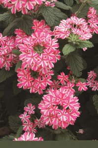 Verbena 'Temari Candy Stripe' from Suntory