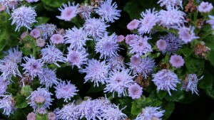 2013 Field Trial Results: Dallas Arboretum