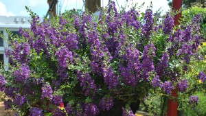 California Spring Trials 2014 Excursion Offered For Greenhouse Growers
