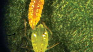 4 Beneficial Insects You Need To Know For Greenhouse Aphid Control