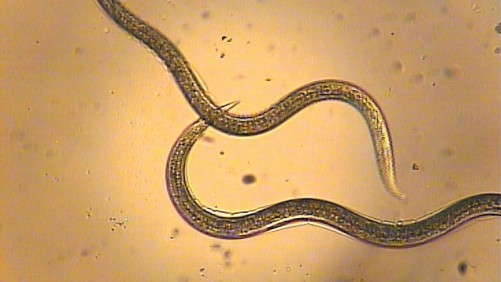 Controlling Shore Flies With Nematodes