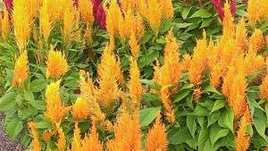 2013 Field Trial Results: Reiman Gardens