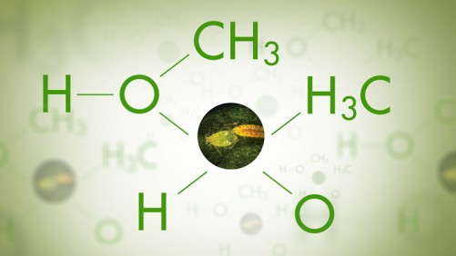 New Pest Control Tools May Come In Unexpected Forms