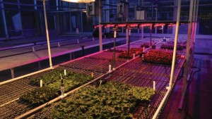 Purdue University’s January 31 Open House Will Highlight LED And High-Wire Tomato Research