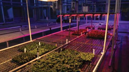 Tips For Cherry-Picking The Right LED Lighting Solution For Your Greenhouse