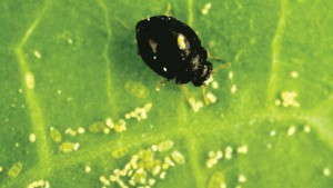 5 Mistakes You May Be Making With Biocontrols