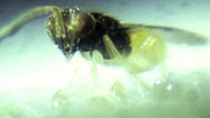 Biocontrol And Pesticide Compatibility Resources