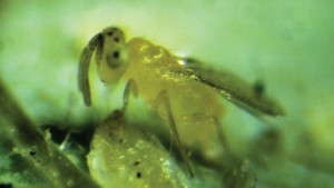 4 Beneficial Insects And Fungi You Need To Know For Greenhouse Whitefly Control