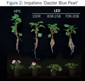 FIgure 2: Impatiens 'Dazzler Blue Pearl'