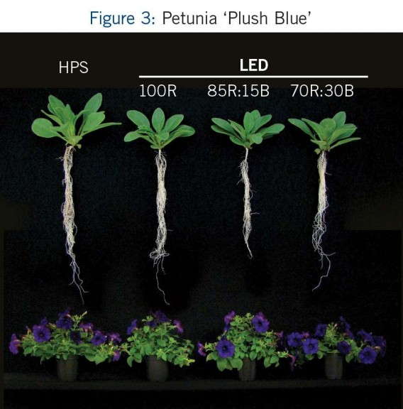 FIgure 3: Petunia 'Plush Blue'