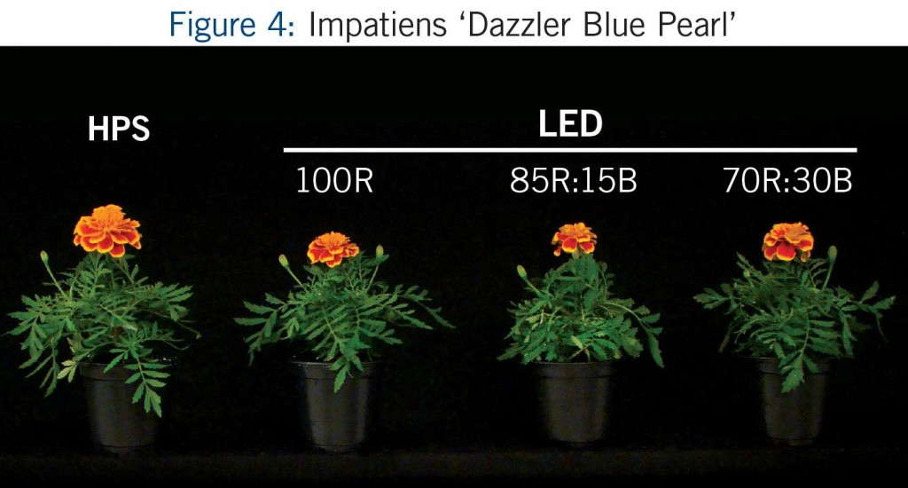 Figure 4: Marigold 'Bonanza Flame'