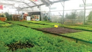 Growing Produce: What You Need To Know Before You Grow