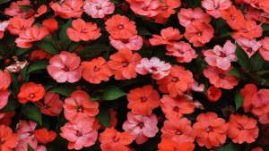 2013 Field Trial Results: University of Georgia