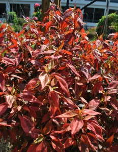 PS---Acalypha_InfernoPeaceTreeFarms