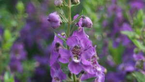 2013 Field Trial Results: University of Tennessee (Jackson)