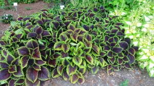 2013 Field Trial Results: Louisiana State University