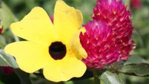 2013 Field Trial Results: University of Wisconsin