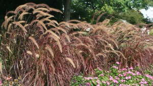 2013 Field Trial Results: University of Tennesse (Knoxville)