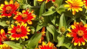 2013 Field Trial Results: Massachusetts Horticultural Society