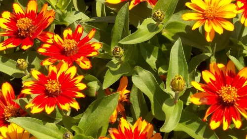 2013 Field Trial Results: Massachusetts Horticultural Society