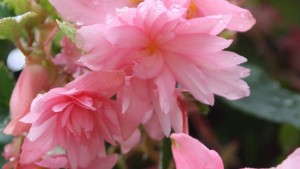 2013 Field Trial Results: J.C. Raulston Arboretum