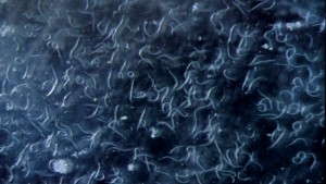 4 Keys To Biocontrol Success