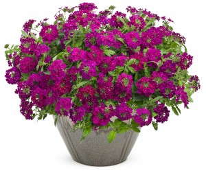 Verbena 'Superbena Royale Plum Wine' from Proven Winners