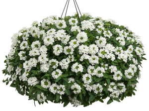 Verbena 'Superbena Royale Whitecap' from Proven Winners