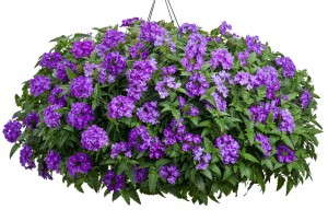 Verbena 'Superbena Violet Ice' from Proven Winners