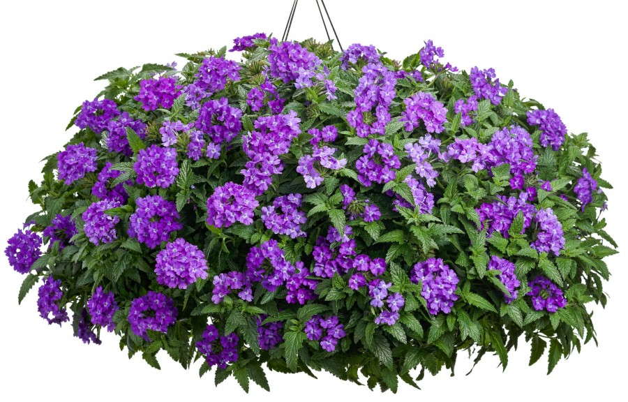 Verbena 'Superbena Violet Ice' from Proven Winners