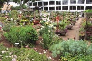 UGA Garden today_web