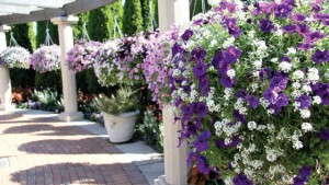 MSU’s Horticulture Gardens Celebrate 20 Years