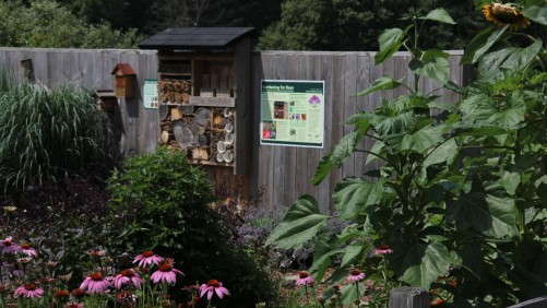 USDA Awards MSU $6.9 Million Grant To Help Bees