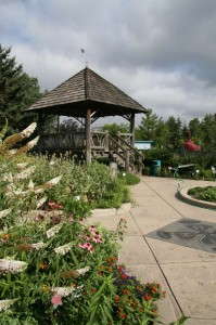 msu_gazebobutterflybush_web