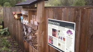 Native Bees And Their Conservation On Farmland