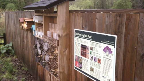 Native Bees And Their Conservation On Farmland