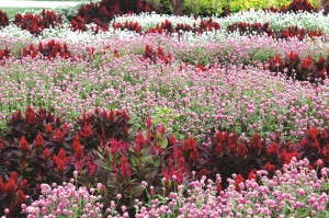 msucelosiagomphrena_web