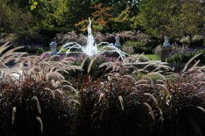 msupurplefountaingrass_web