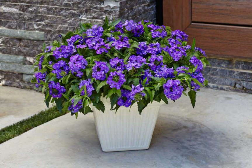 Verbena 'Superbena Violet Ice' from Proven Winners