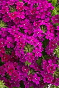 Verbena 'Superbena Royale Plum Wine' from Proven Winners