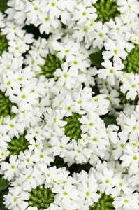Verbena 'Superbena Royale Whitecap' from Proven Winners