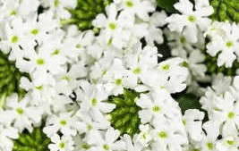 Three New Verbena Superbena Introductions From Proven Winners