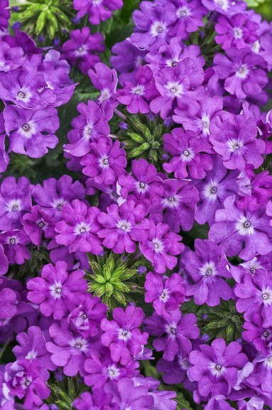 Verbena 'Superbena Violet Ice' from Proven Winners